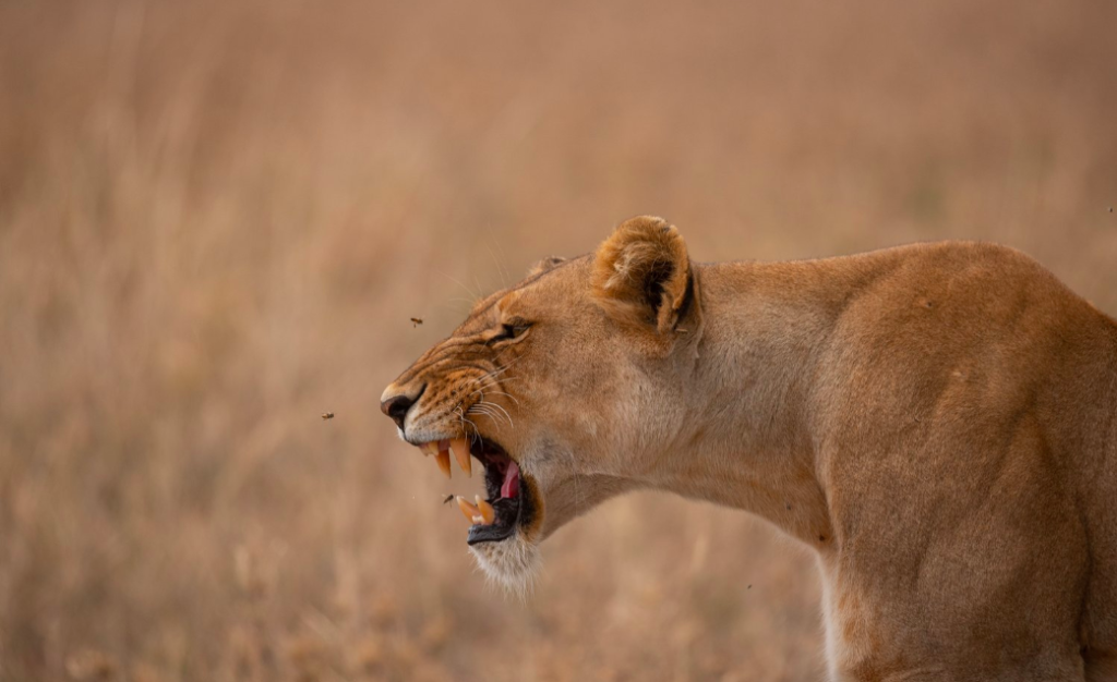 adhamaadventures-lioness