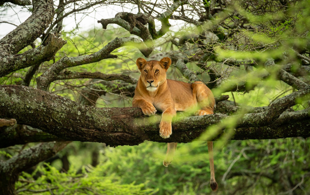 African Wildlife