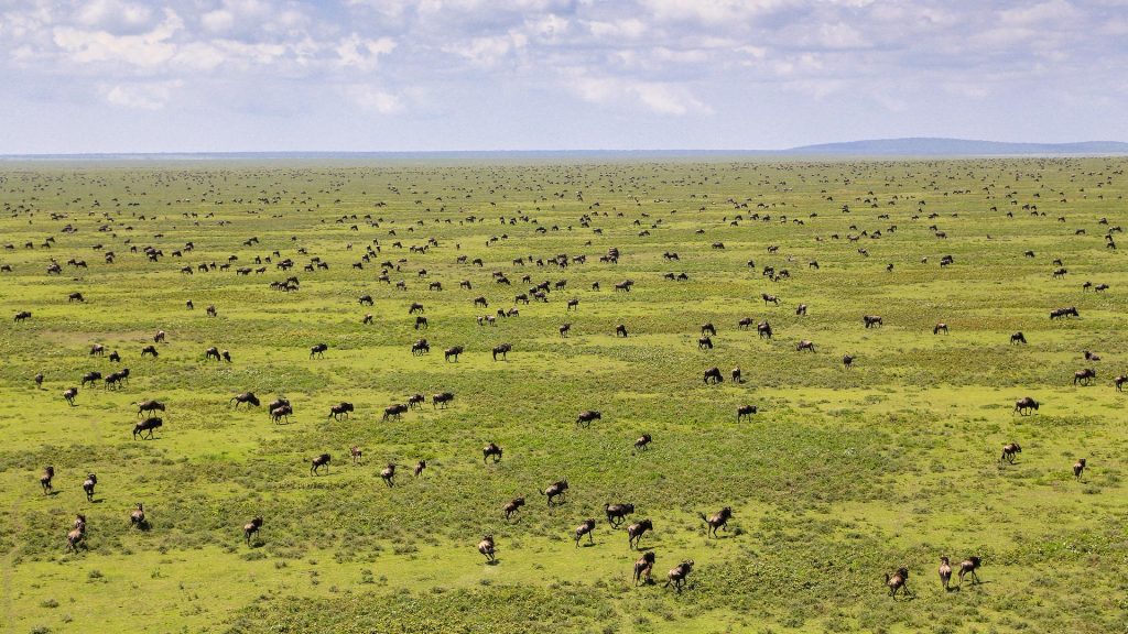 adhamaadventures-tanzania-safari Serengeti Migration - Tanzania Luxury Safaris by Adhama Adventures