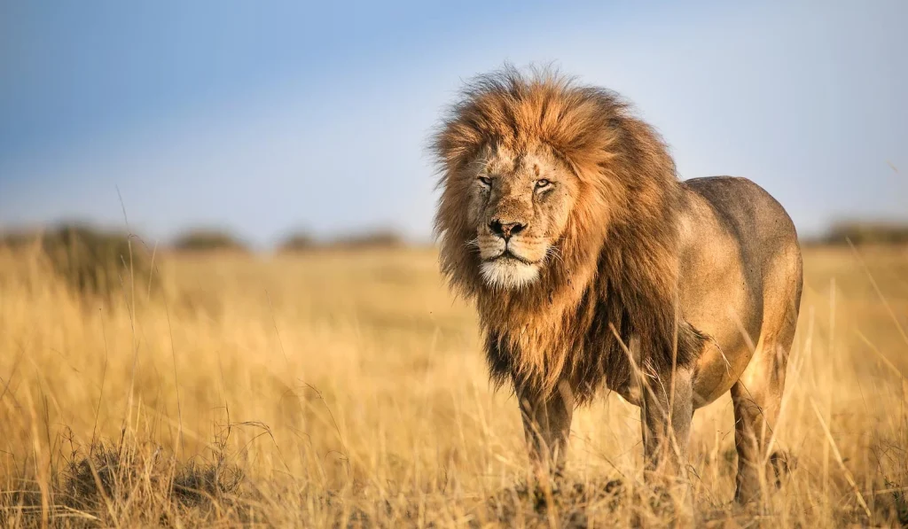 adhamaadventures.com-maasai-mara-olare-motorogi-safari-1475