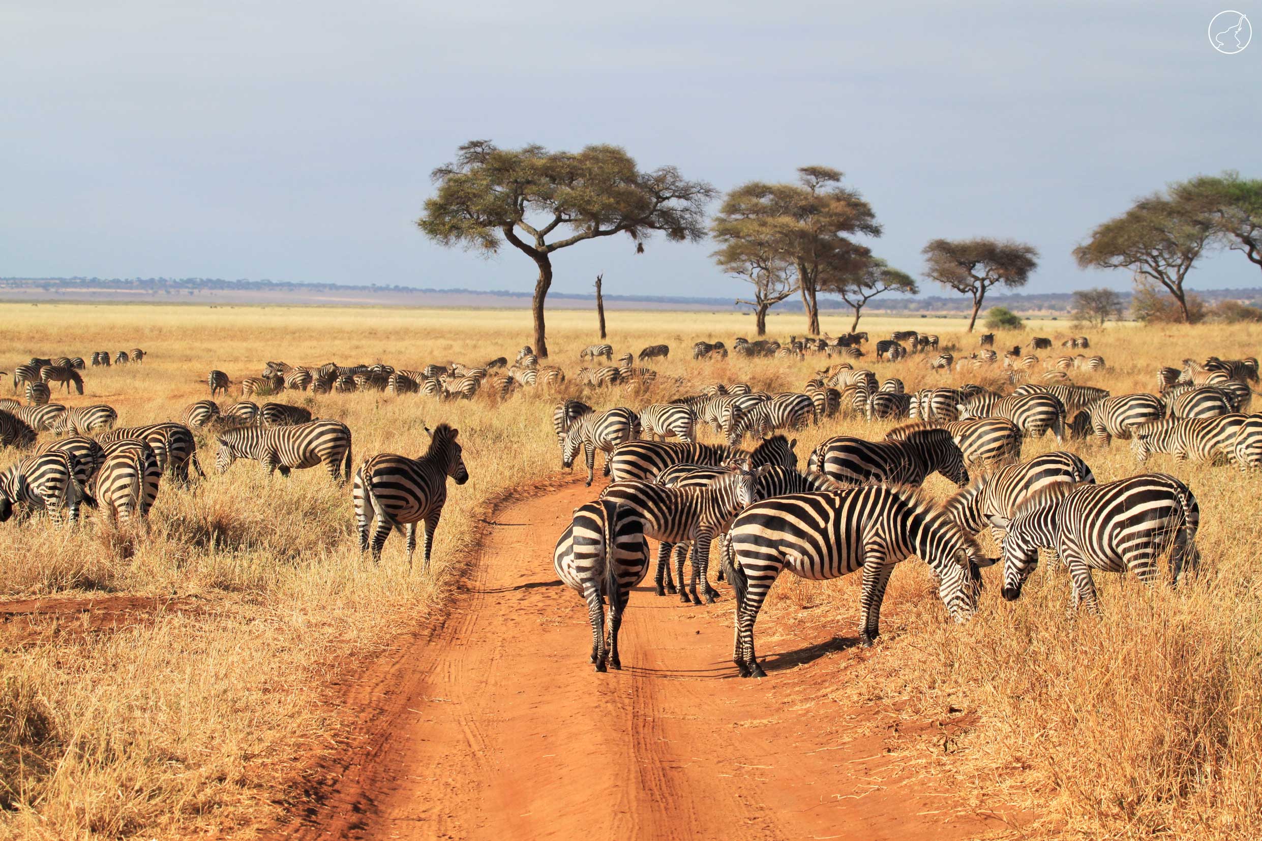 Cape to Cairo International Arusha Marathon Adventure Safari 